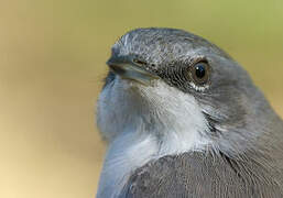 Lesser Whitethroat