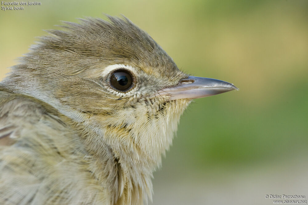 Garden Warbler