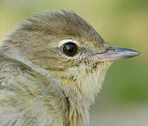 Garden Warbler