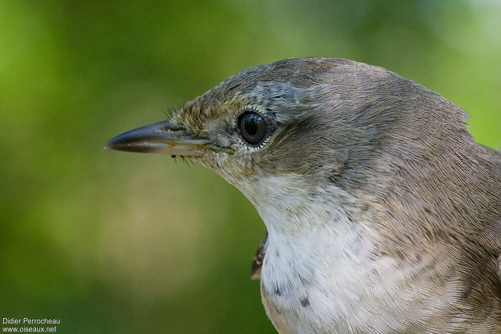 Fauvette épervière1ère année, portrait