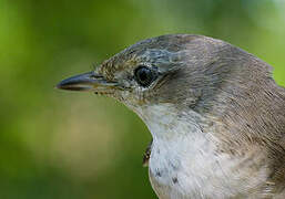 Barred Warbler