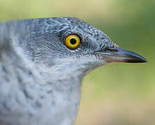 Barred Warbler