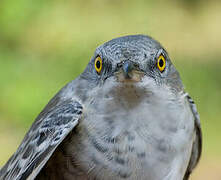 Barred Warbler