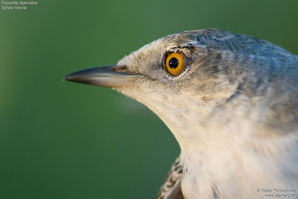 Barred Warbler male adult, close-up portrait