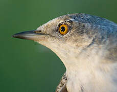 Barred Warbler