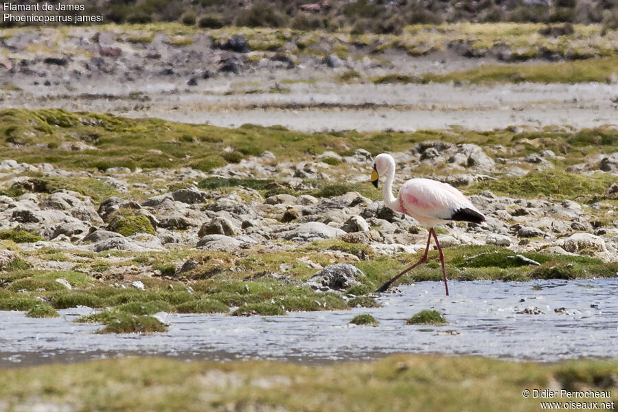 James's Flamingo