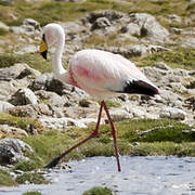 James's Flamingo