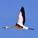 Flamant de James