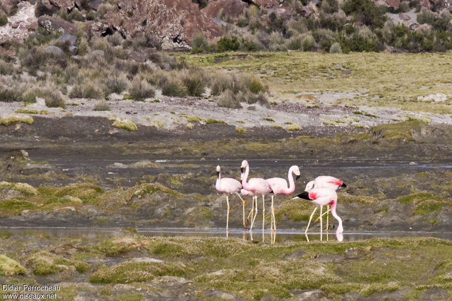 Flamant des Andesadulte, habitat, Comportement