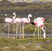 Andean Flamingo