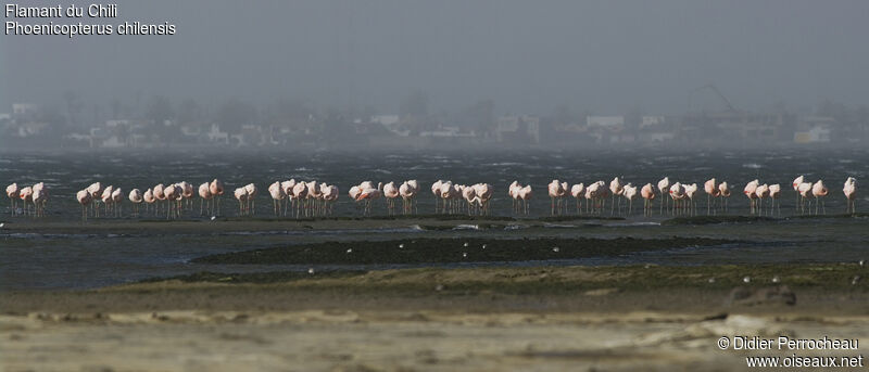 Chilean Flamingo