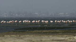 Chilean Flamingo