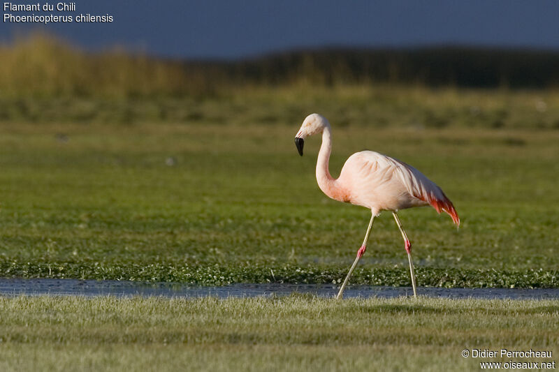 Flamant du Chiliadulte, identification