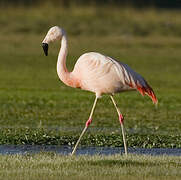 Chilean Flamingo