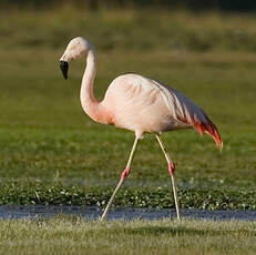 Flamant du Chili