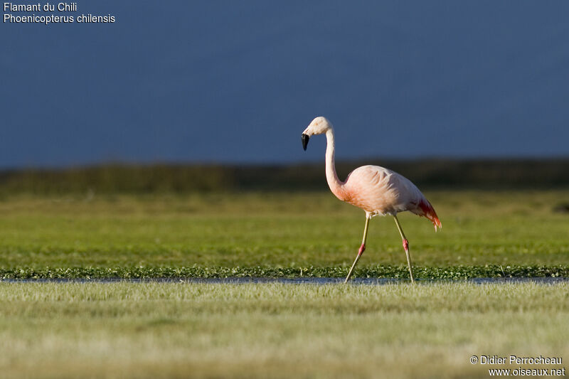 Chilean Flamingo, walking