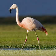 Chilean Flamingo