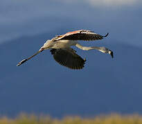 Chilean Flamingo