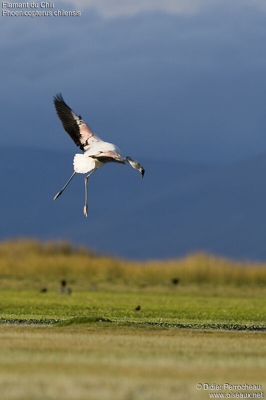 Chilean Flamingoimmature