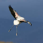 Chilean Flamingo