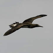 Blue-footed Booby