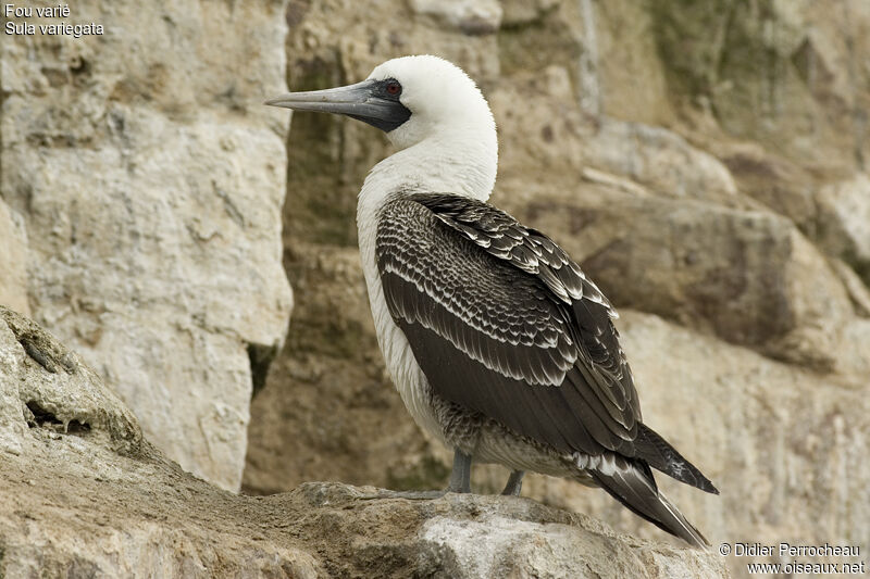 Fou varié, identification