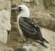 Peruvian Booby