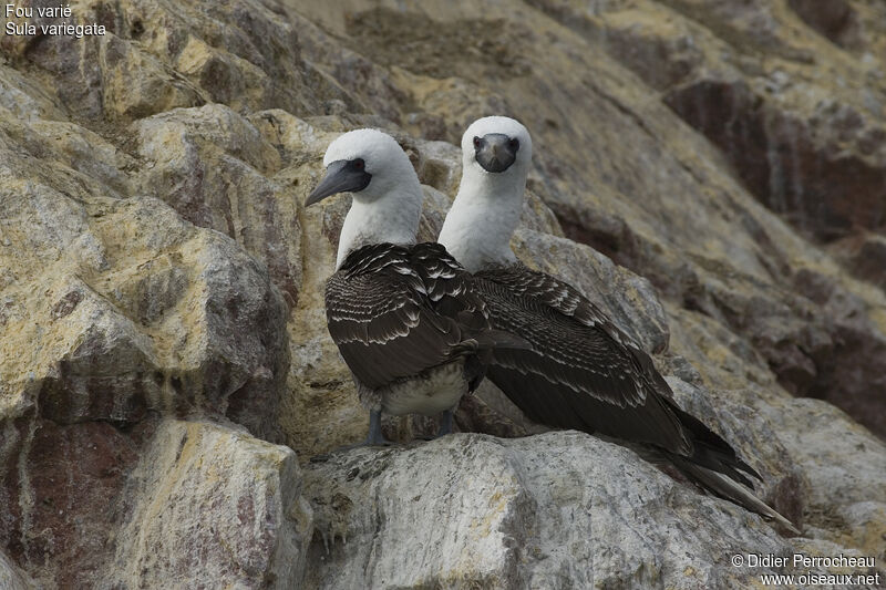 Peruvian Booby