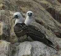 Peruvian Booby