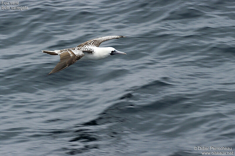 Peruvian Booby