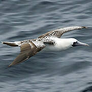 Peruvian Booby