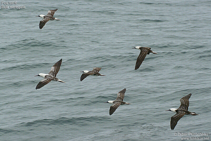 Peruvian Booby