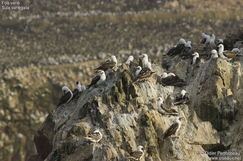 Peruvian Booby, Reproduction-nesting, Behaviour