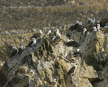 Peruvian Booby