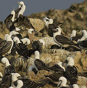 Peruvian Booby