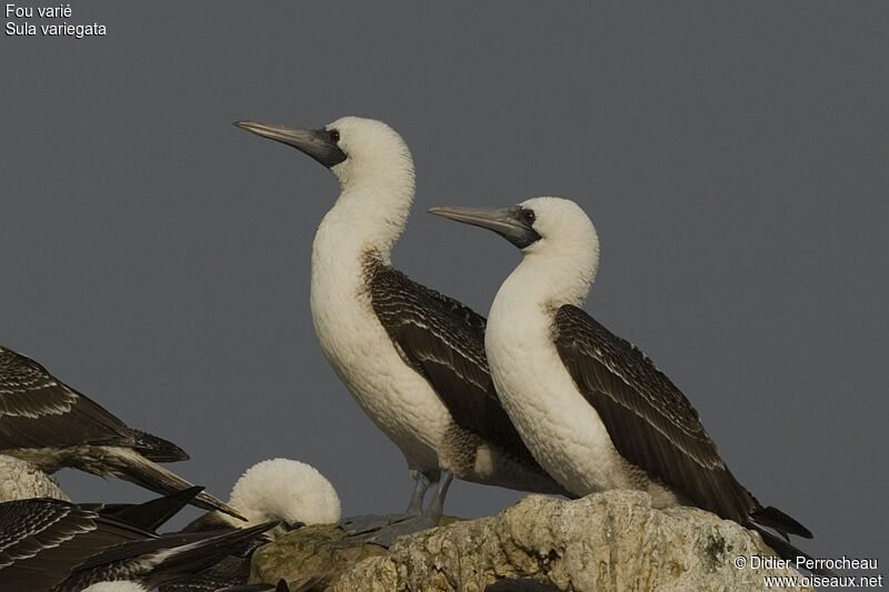 Peruvian Booby