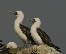 Peruvian Booby