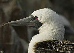 Peruvian Booby