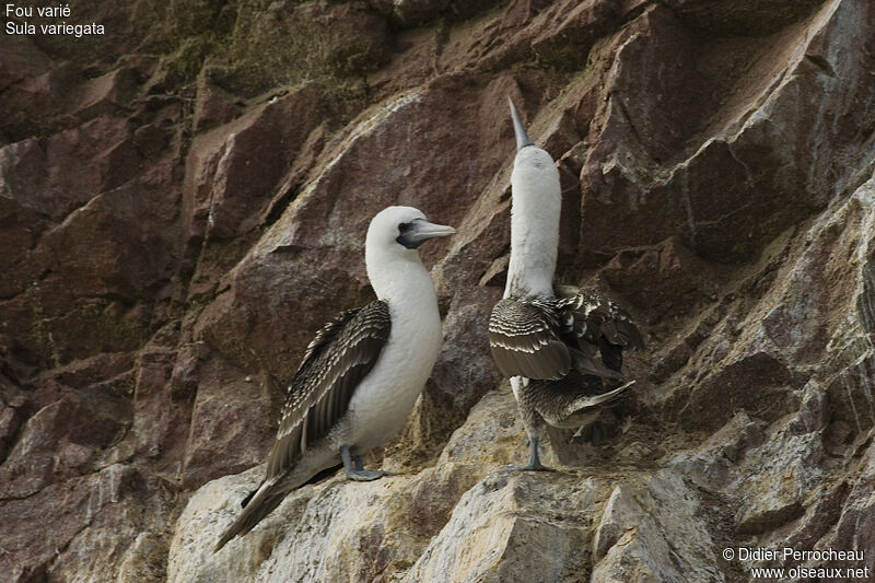 Peruvian Booby, Reproduction-nesting, Behaviour