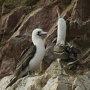 Peruvian Booby