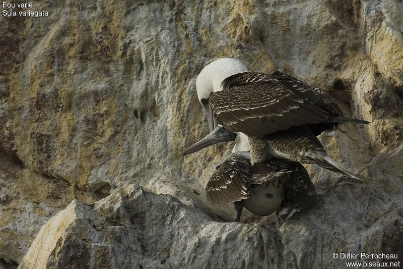 Peruvian Booby, Reproduction-nesting, Behaviour