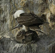 Peruvian Booby