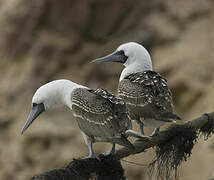 Peruvian Booby