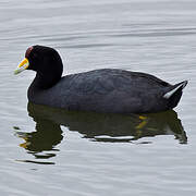 Andean Coot