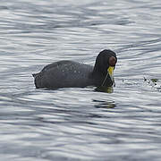 Andean Coot