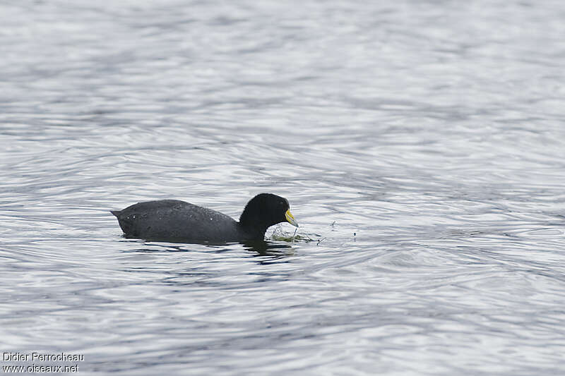 Andean Cootadult, eats