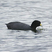 Andean Coot