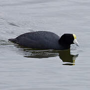 Andean Coot