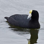 Andean Coot