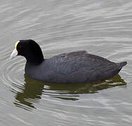 Foulque ardoisée